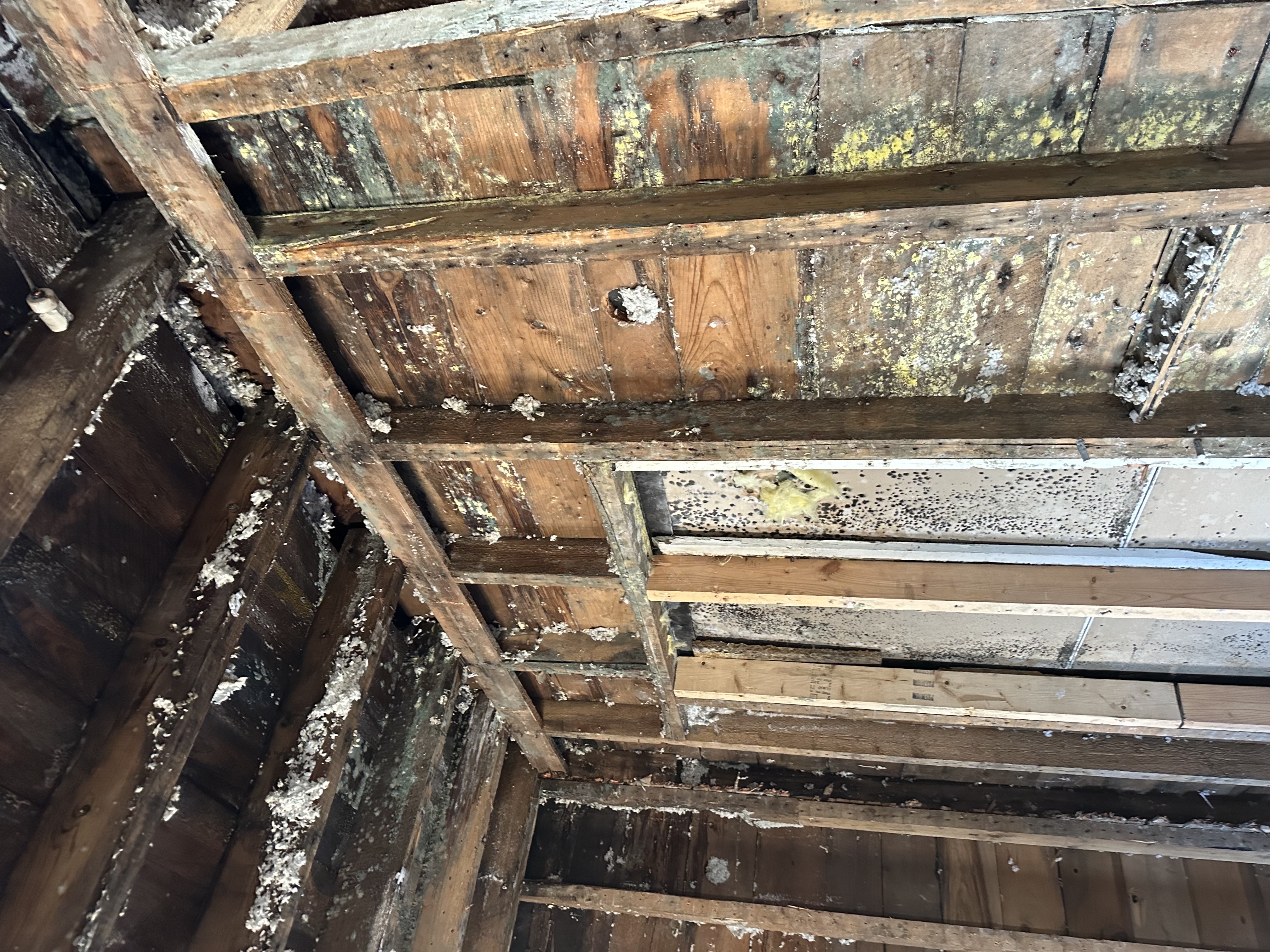 Mold damage on wooden studs and ceiling in Avon